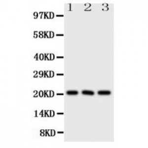 FGF21 Antibody