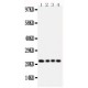 FGF22 Antibody