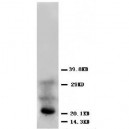 FGF4 Antibody