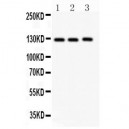 Fibulin 2 Antibody