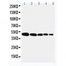 Flotillin 1 Antibody