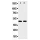 Flotillin 2 Antibody