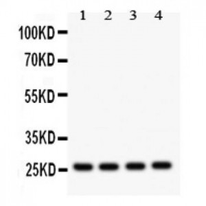 Flt3 ligand  Antibody