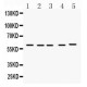 FMO1  Antibody