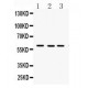 FMO3  Antibody