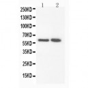 FMO3 Antibody