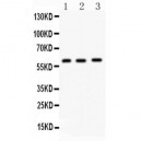 FMO5 Antibody