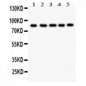 FOXM1  Antibody