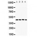 FRA2  Antibody