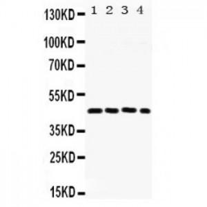 FRA2  Antibody