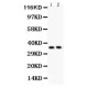 FRZB  Antibody