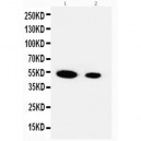 FSTL3 Antibody