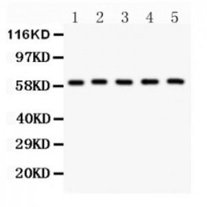 Fyn  Antibody