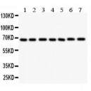 GAD67 Antibody