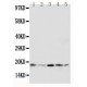 GADD45A Antibody