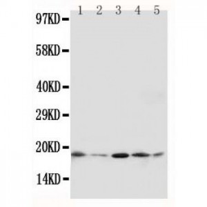 GADD45A Antibody