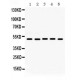 Galectin 8  Antibody