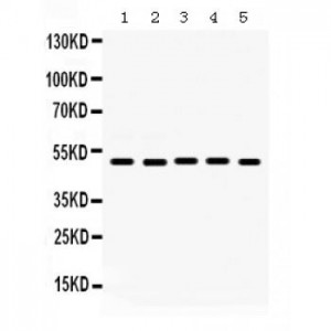 Galectin 8  Antibody