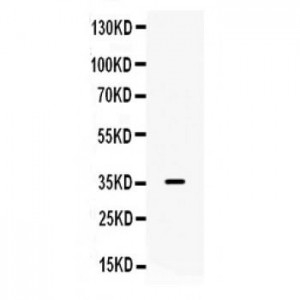 galectin 9  Antibody