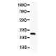 GAPDH  Antibody