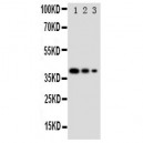 GATA2 Antibody