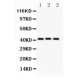 GATA5  Antibody