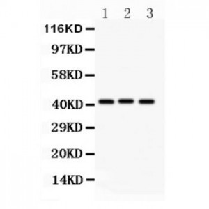 GATA5  Antibody