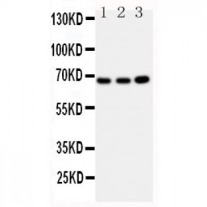 GBP1 Antibody