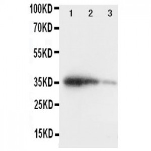 GCN2 Antibody