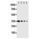 GCN2 Antibody