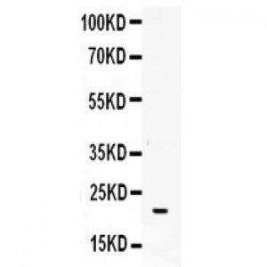 G-CSF  Antibody