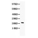 G-CSF  Antibody