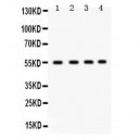 GJA3  Antibody