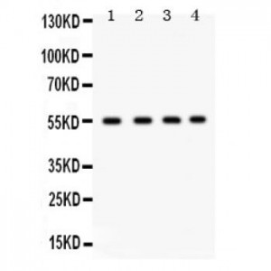 GJA3  Antibody