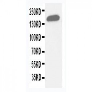 Gli2 Antibody