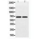 GLUT12 Antibody