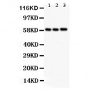 GLUT9 Antibody