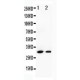 Granzyme B Antibody