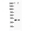 Granzyme B Antibody