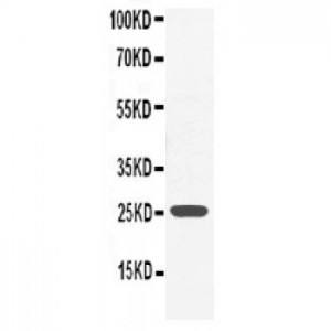 GRB2 Antibody