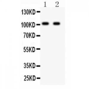 GRIA4  Antibody