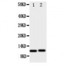 GRO alpha Antibody