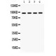 GRP94  Antibody