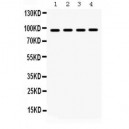 GRP94  Antibody