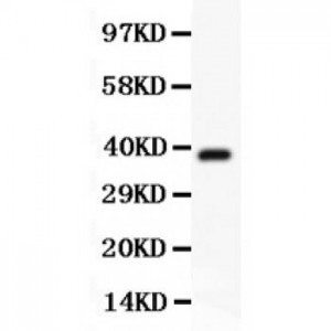 Hamartin  Antibody