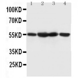 HDAC1 Antibody