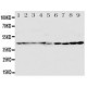 HDJ2 Antibody