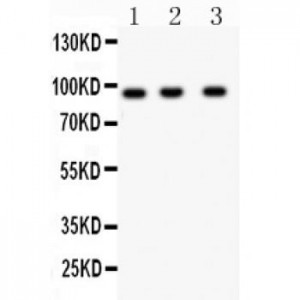 HEF1  Antibody