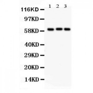 Heparanase 1  Antibody