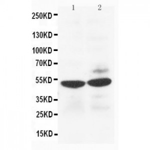 Heparanase 1 Antibody